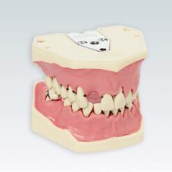 A-PB Tipodonto Periodoncia Frasaco