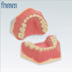 Tipodonto Frasaco AK6 Modelo Infantil