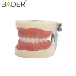 Tipodonto infantil Compatible Nissin Bader