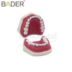 Tipodonto de periodoncia sin articulador Bader
