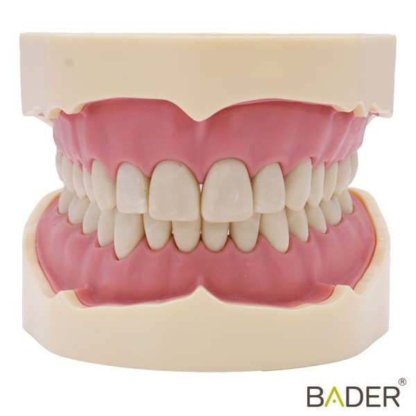 Tipodonto Ana4 BADER