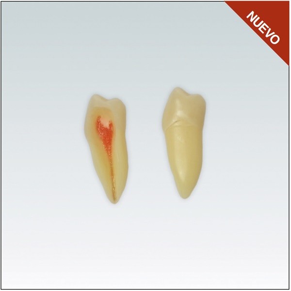 Diente Nº45 para Endodoncia - Restauradora Premolar Inferior