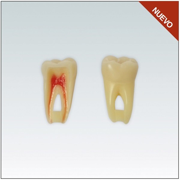 Diente Nº36 para Endodoncia - Restauradora Molar Inferior