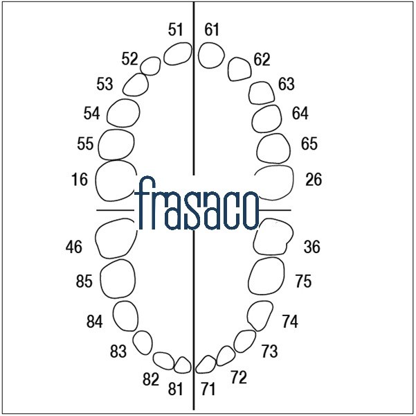 AK6Z Juego 24 Dientes para Tipodonto Infantil Frasaco AK-6