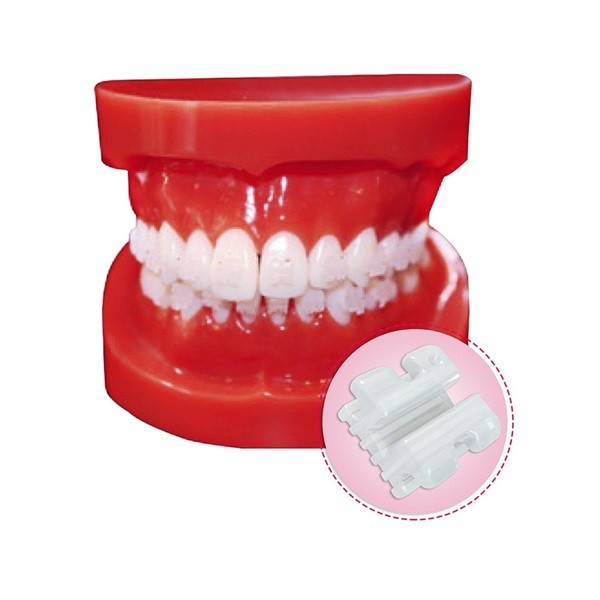 Tipodonto de demostración con Brackets Cerámicos