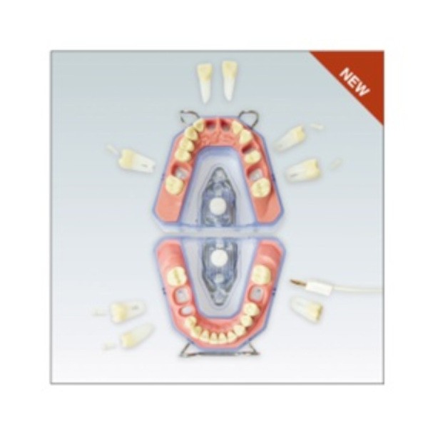 Tipodonto para prácticas de endodoncia y conductometría  AREEMZ3RN903
