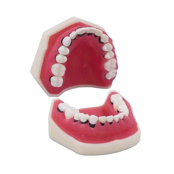 Tipodonto de periodoncia sin articulador Bader