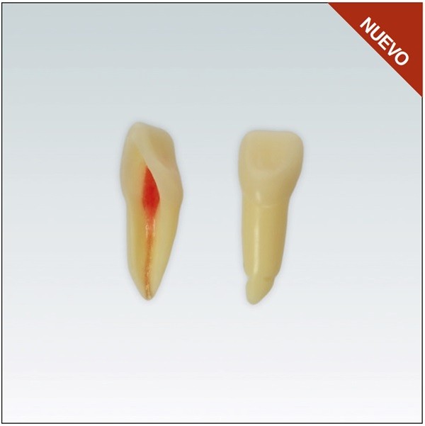 Diente Nº21 para Endodoncia - Restauradora Incisivo Superior