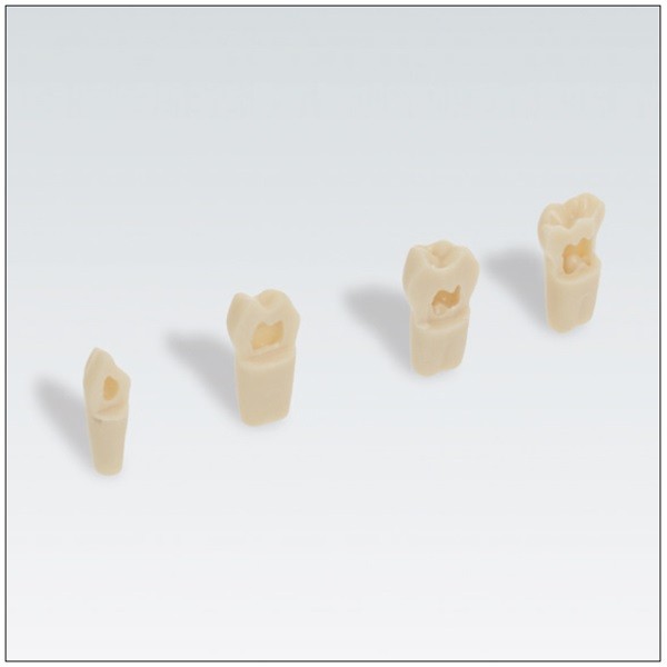 Dientes Pulpotomía con cámara pulpar hueca AK-62ZPUL