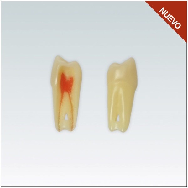 Diente Nº24 para Endodoncia - Restauradora Premolar Superior