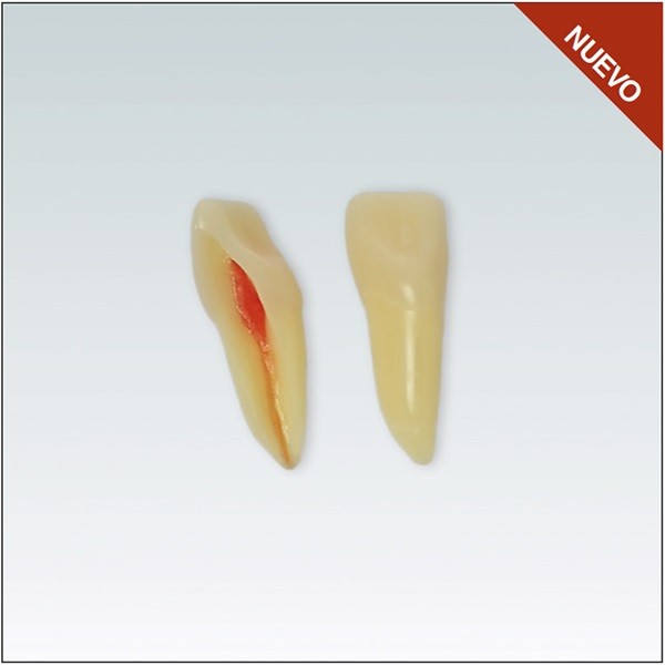Diente Nº11 para Endodoncia - Restauradora Incisivo Superior