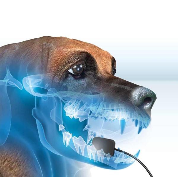 Radiología Veterinaria