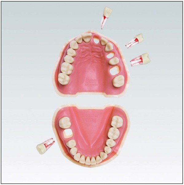 ANA4VEM901 tipodonto para endodoncia
